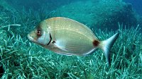010 Sar commun (Diplodus sargus)